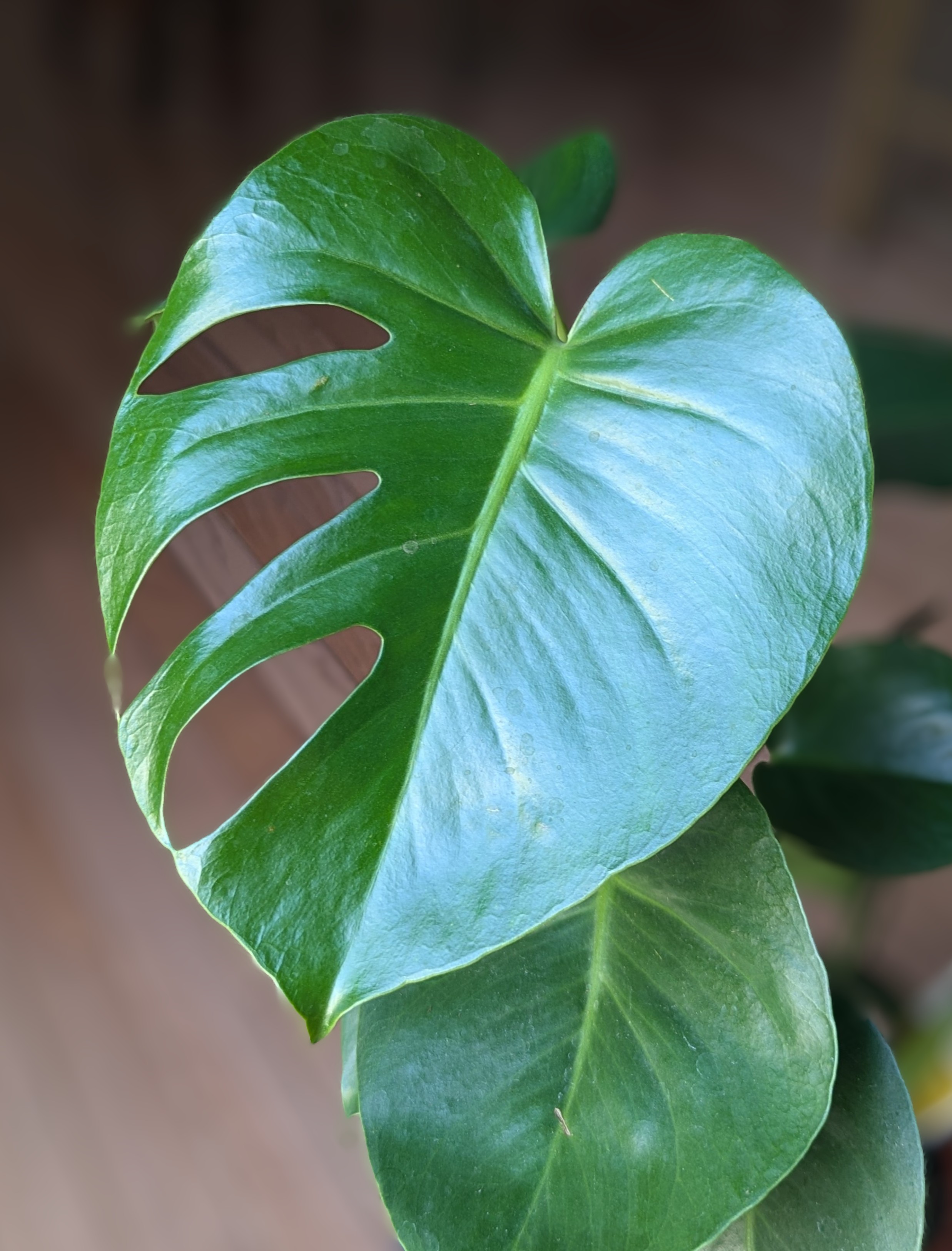 monstera leaf